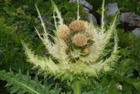 Cirsium spinosissimum