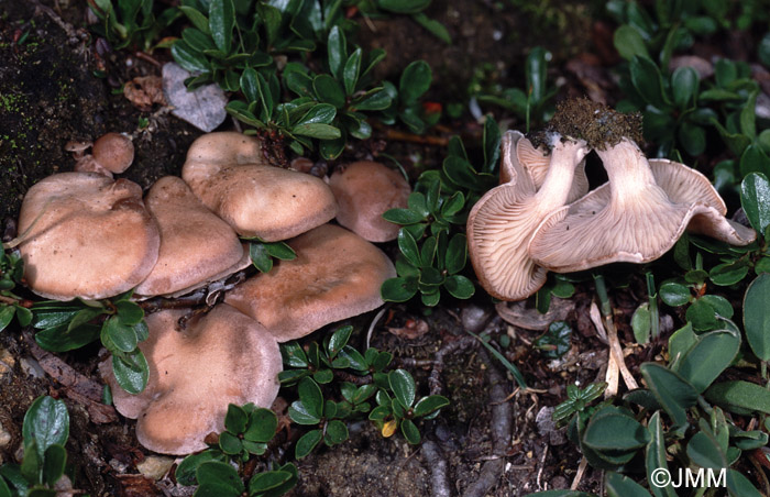 Clitocybe festivoides