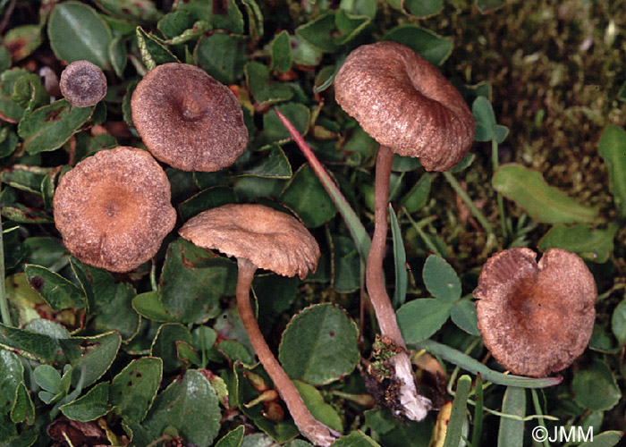 Clitocybe hebelomoides