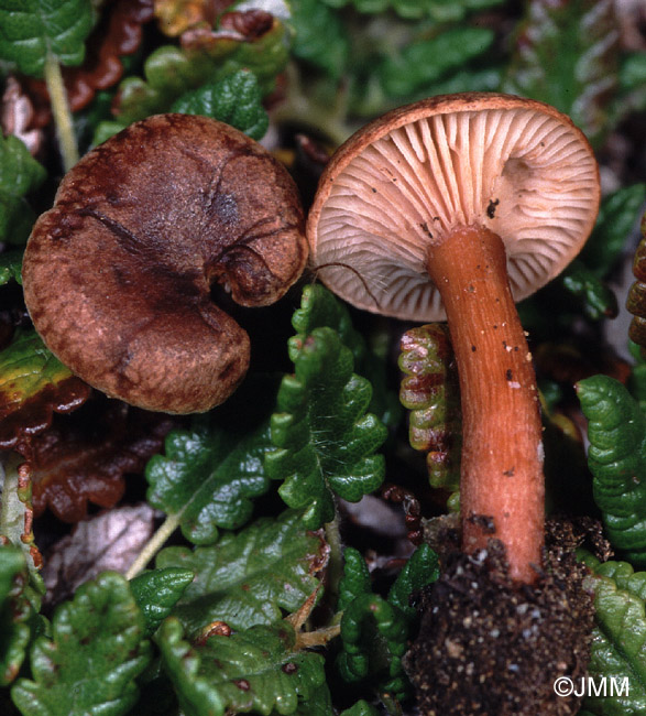 Clitocybe lateritia