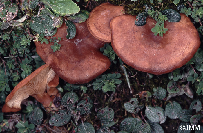 Clitocybe lateritia