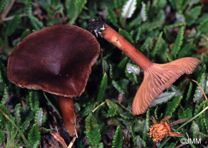 Clitocybe lateritia