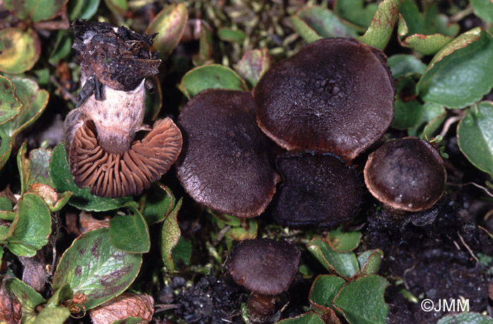 Cortinarius albonigrellus