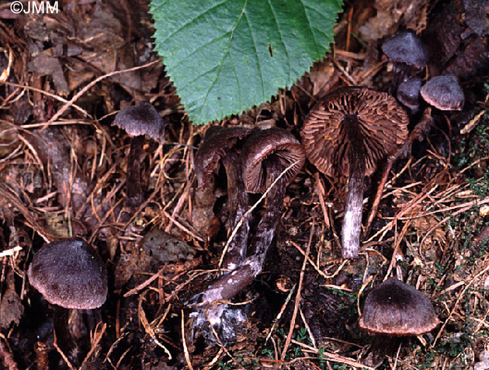 Cortinarius atropusillus