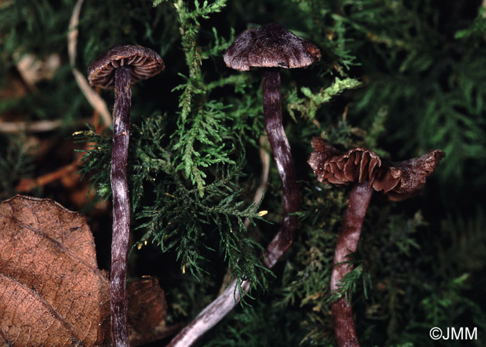 Cortinarius bibulus