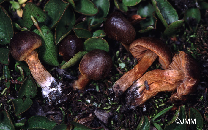 Cortinarius chrysomallus