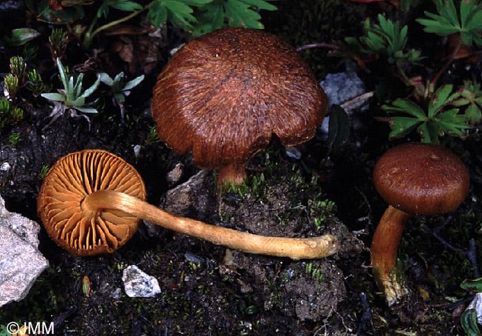 Cortinarius norvegicus