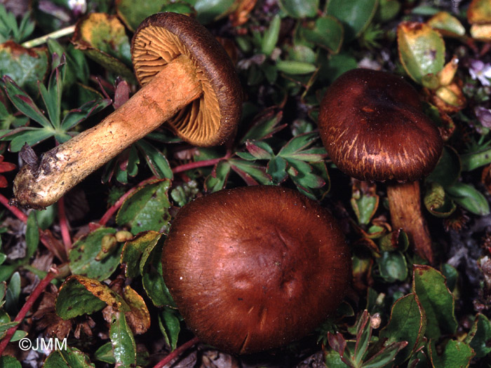 Cortinarius polaris 