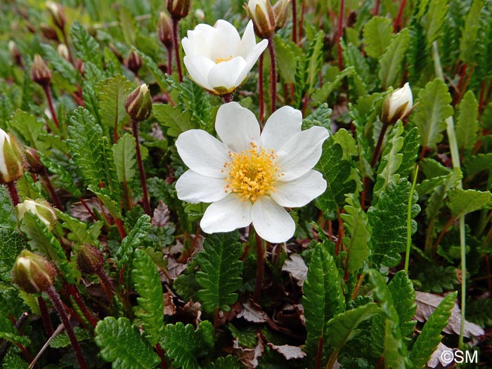 Dryas octopetala