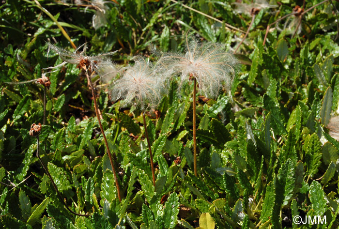 Dryas octopetala