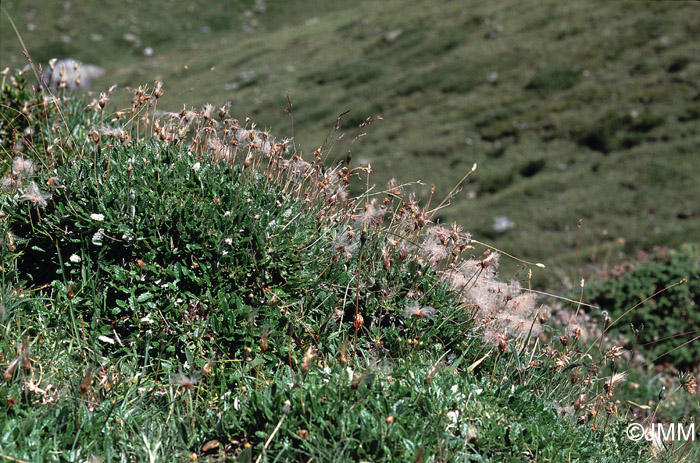 Dryas octopetala