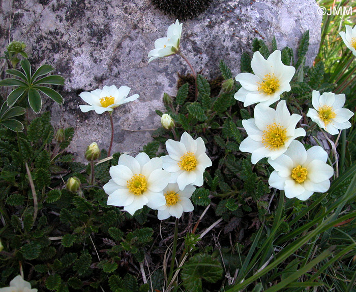 Dryas octopetala