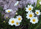 Dryas octopetala