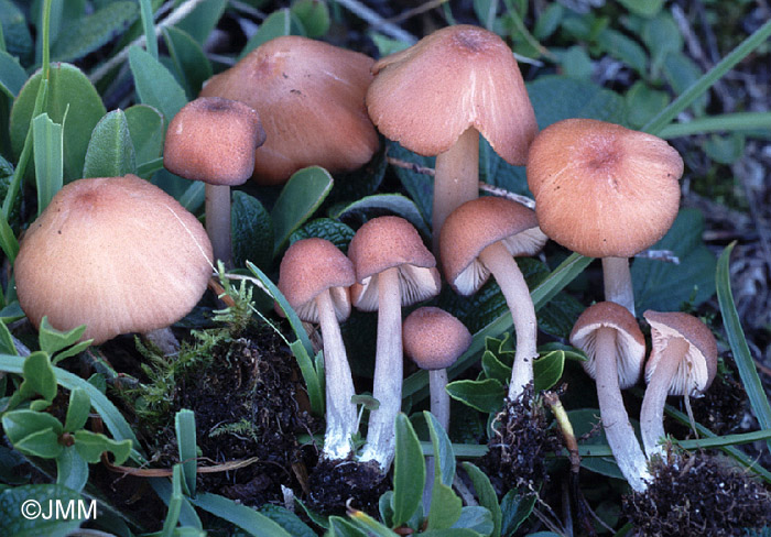 Entoloma catalaunicum