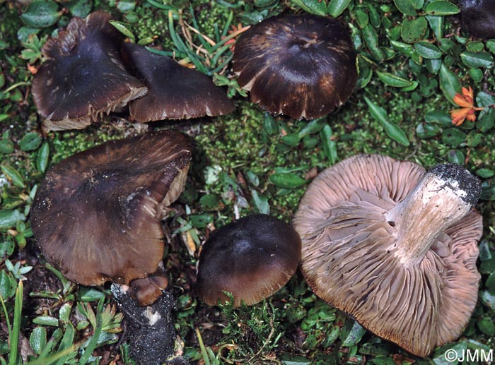 Entoloma alpicola