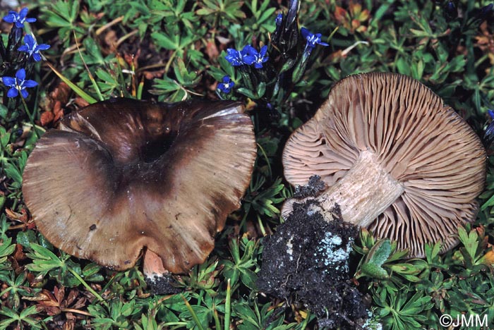 Entoloma alpicola & Gentiana nivalis