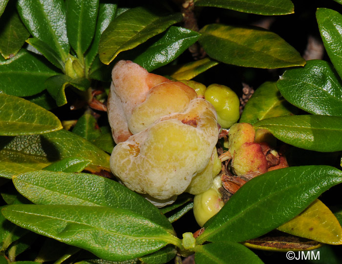 Exobasidium rhododendri