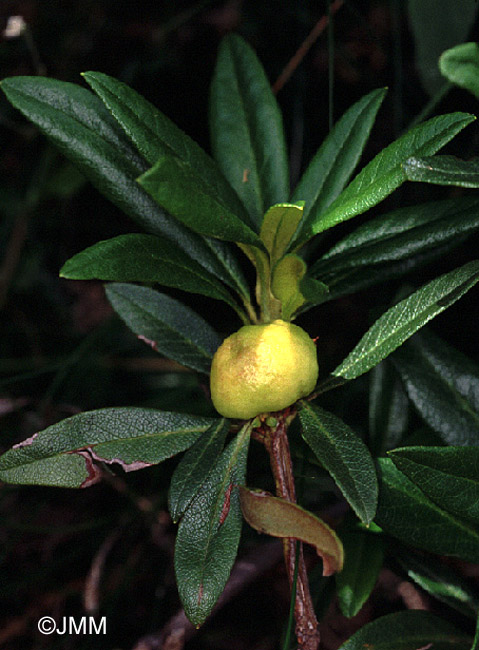 Exobasidium rhododendri