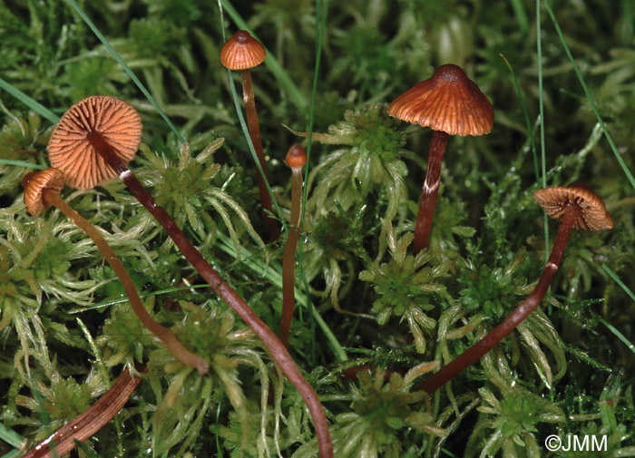 Galerina jaapii 