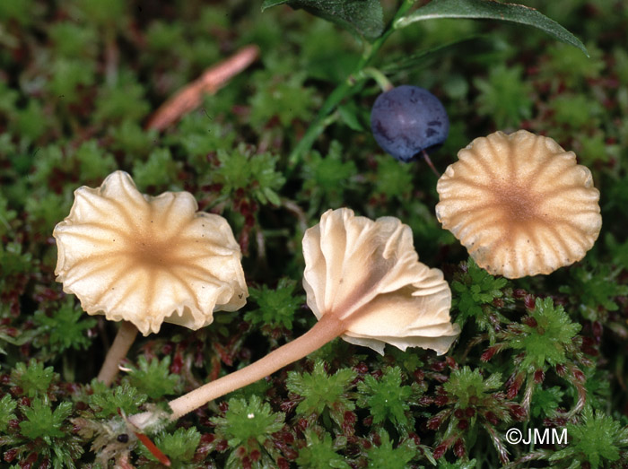 Lichenomphalia umbellifera = Gerronema ericetorum = Phytoconis ericetorum