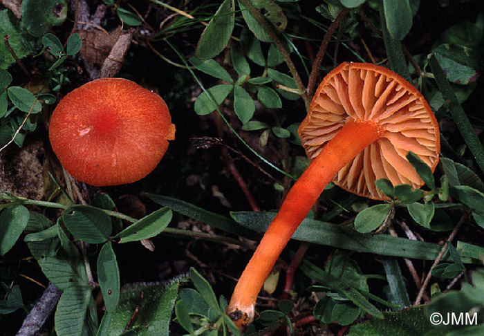 Hygrocybe calciphila