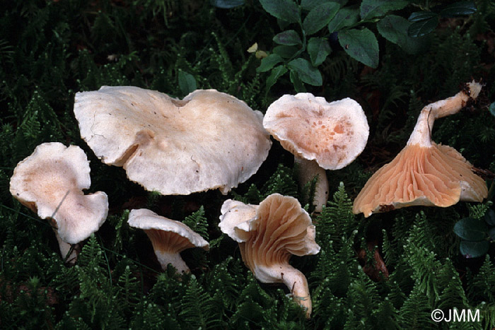 Hygrophorus karstenii