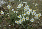 Helianthemum apenninum