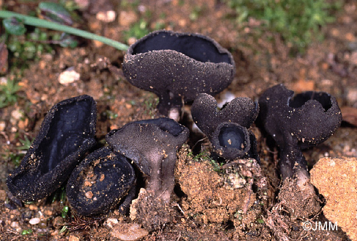 Helvella corium