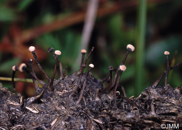 Heydenia alpina