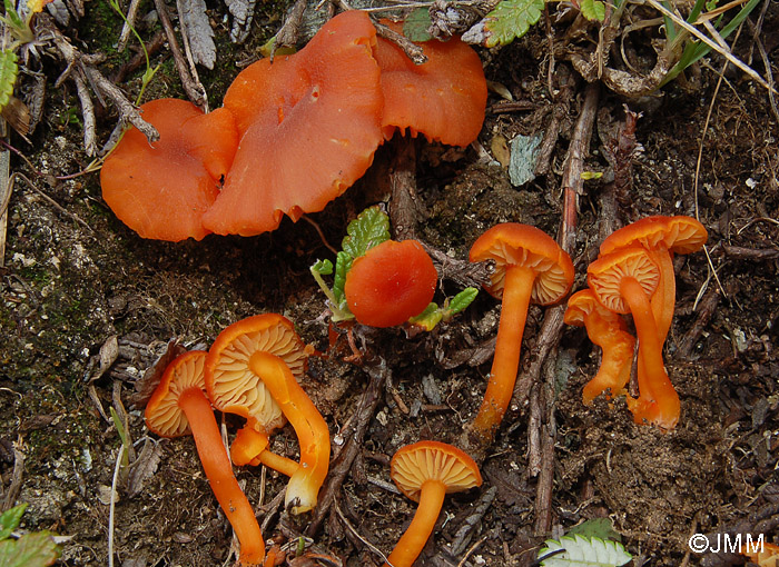 Hygrocybe calciphila