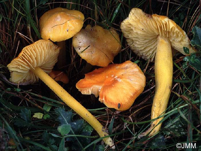 Hygrocybe euroflavescens