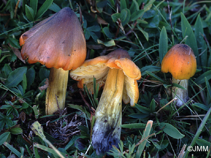 Hygrocybe pseudoconica