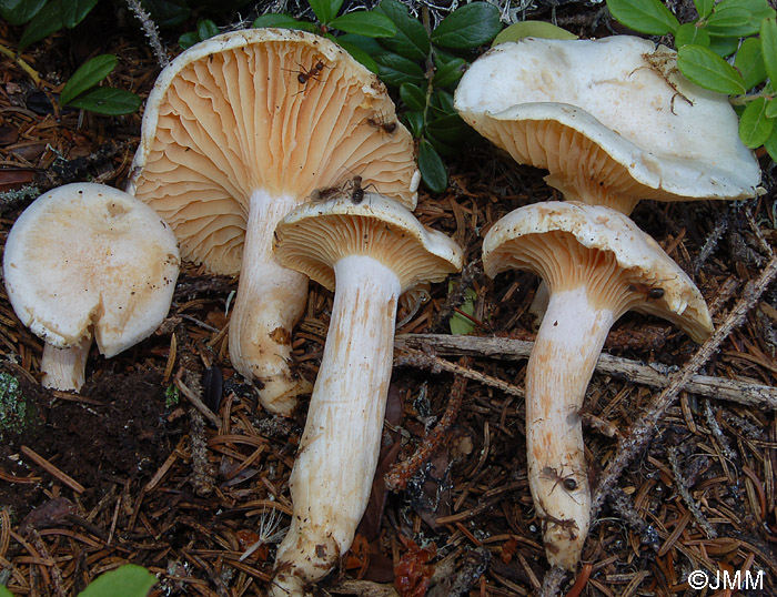 Hygrophorus karstenii