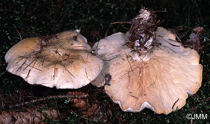 Leucopaxillus alboalutaceus