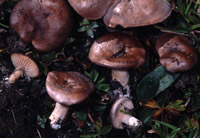 Lactarius nanus