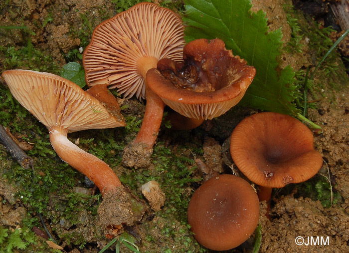 Lactarius obscuratus var. subalpinus