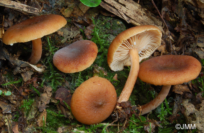 Lactarius obscuratus var. subalpinus