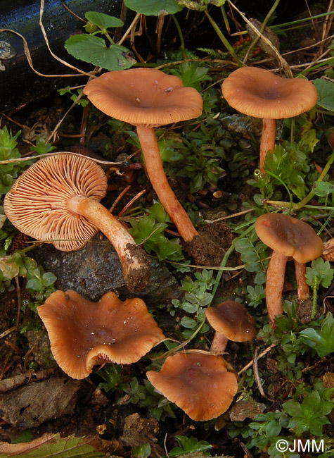 Lactarius obscuratus var. subalpinus 