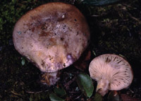 Lactarius pseudouvidus