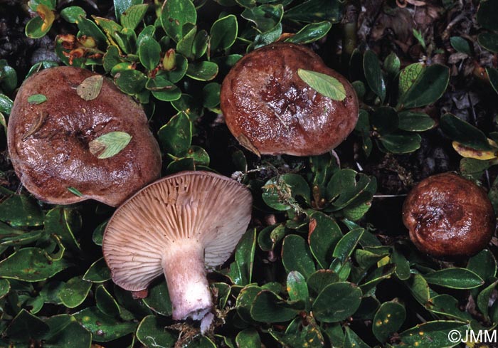 Lactarius robertianus = Lactarius brunneoviolaceus