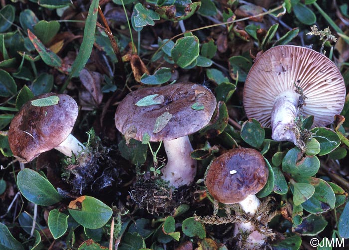 Lactarius robertianus = Lactarius brunneoviolaceus