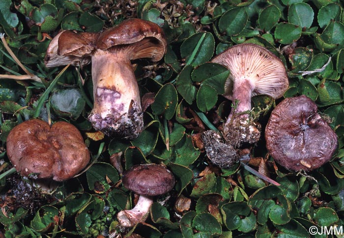 Lactarius robertianus = Lactarius brunneoviolaceus