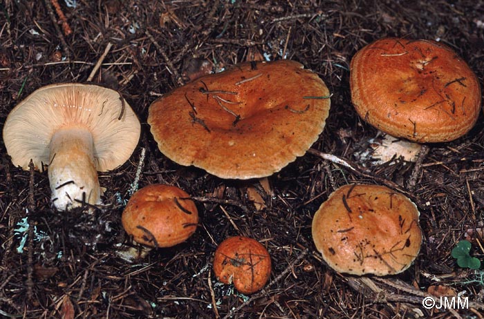 Lactarius zonarioides