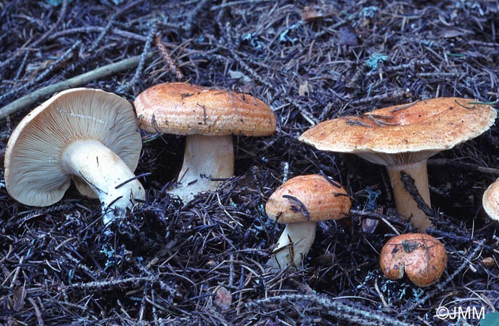 Lactarius zonarioides