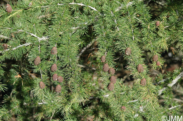 Larix decidua : mlze