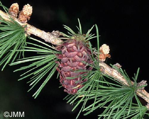 Larix decidua : mlze