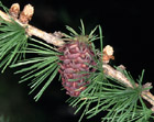 Larix decidua