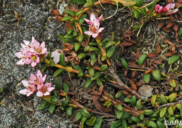 Loiseleuria procumbens