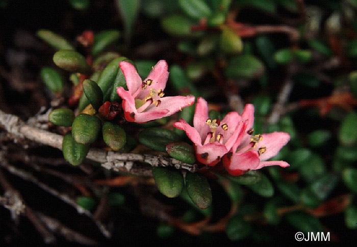 Loiseleuria procumbens