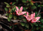 Loiseleuria procumbens